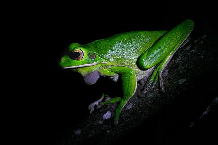 Daintree Rainforest Night Walk — Cape Tribulation After Dark photo 2