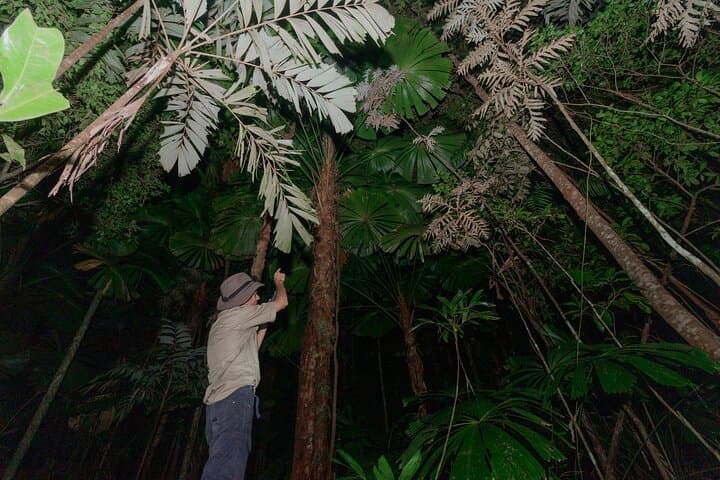 Daintree Rainforest Night Walk — Cape Tribulation After Dark