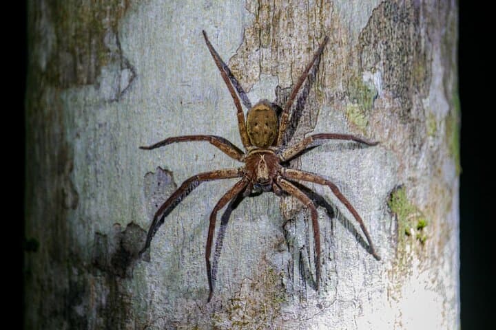 Daintree Rainforest Night Walk — Cape Tribulation After Dark photo 4