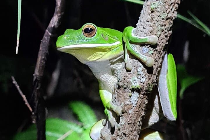 Daintree Rainforest Night Walk — Cape Tribulation After Dark photo 5