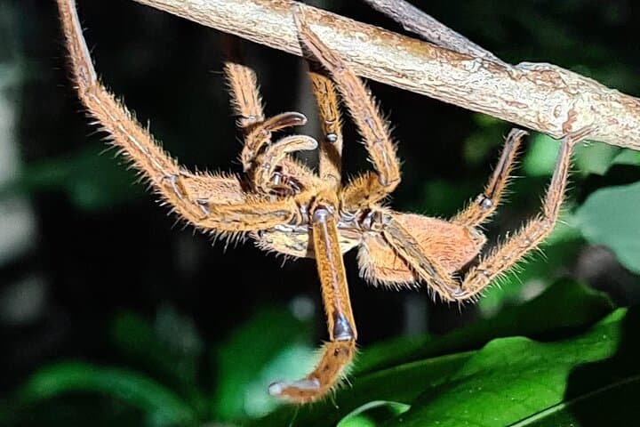 Daintree Rainforest Night Walk — Cape Tribulation After Dark photo 6