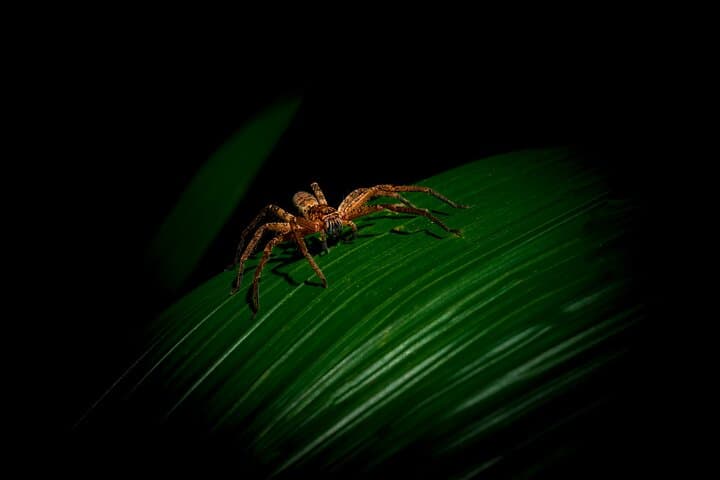 Daintree Rainforest Night Walk — Cape Tribulation After Dark photo 3