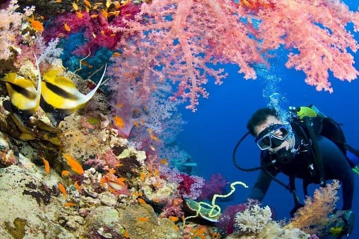 Hurghada Intro Scuba: Two Red Sea Dives with Boat Lunch