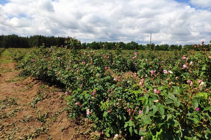 Private Rose Picking in Vrav along the Danube — Guided Rose Oil Experience photo 5