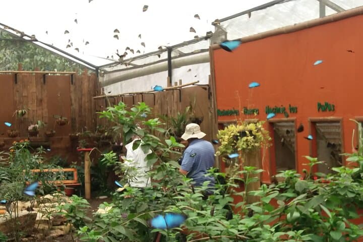 Mindo Cloud Forest Day Trip: Hummingbirds, Tarabita & Butterfly Farm from Quito
