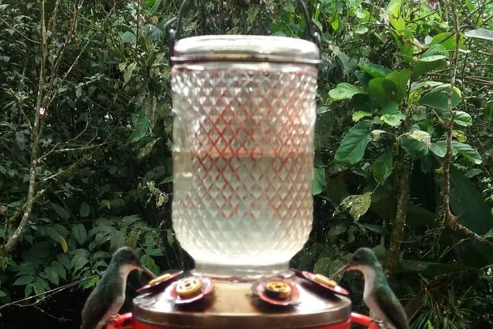 Mindo Cloud Forest Day Trip: Hummingbirds, Tarabita & Butterfly Farm from Quito photo 3