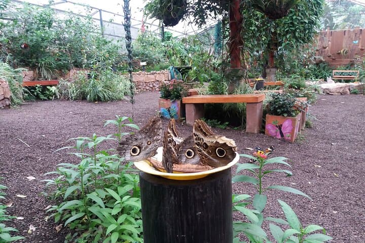 Mindo Cloud Forest Day Trip: Hummingbirds, Tarabita & Butterfly Farm from Quito photo 4