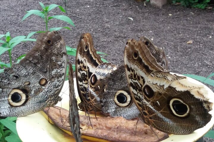 Mindo Cloud Forest Day Trip: Hummingbirds, Tarabita & Butterfly Farm from Quito photo 5