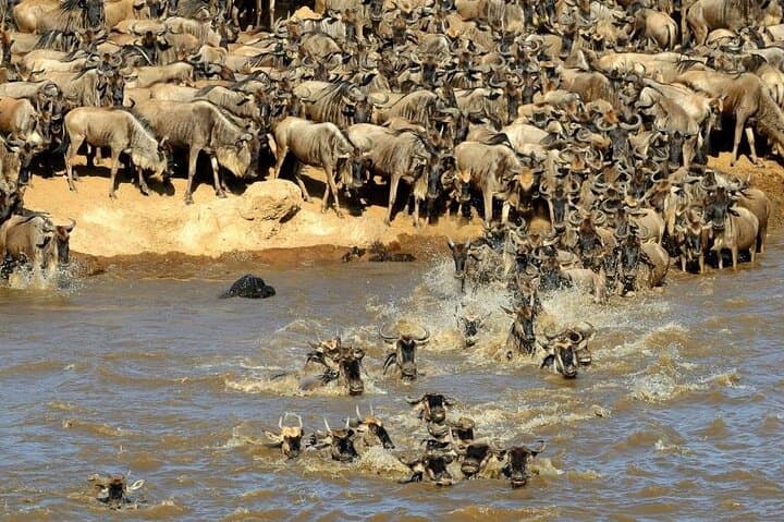 3-Day Maasai Mara Safari: Big Five Game Drives, Mara River Crossings & Lodge Stays photo 2