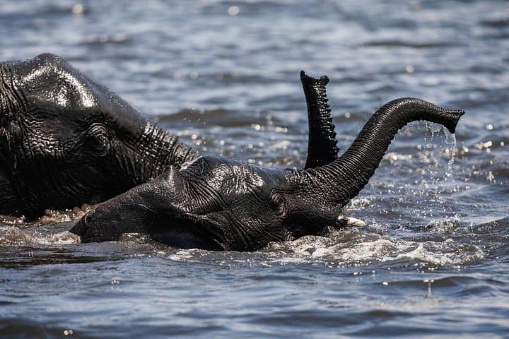 Chobe After Dark: 2-Night Camping Safari with Game Drives and River Cruise photo 4