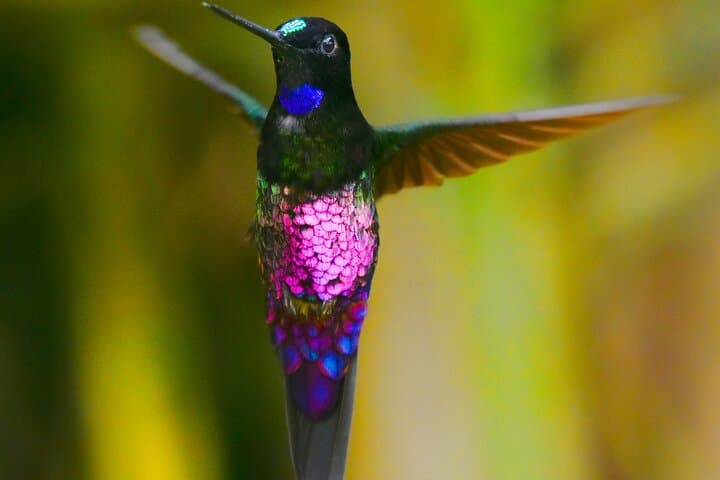 Birdwatching in Chingaza: Hummingbirds & High-Andean Endemics from Bogotá photo 2