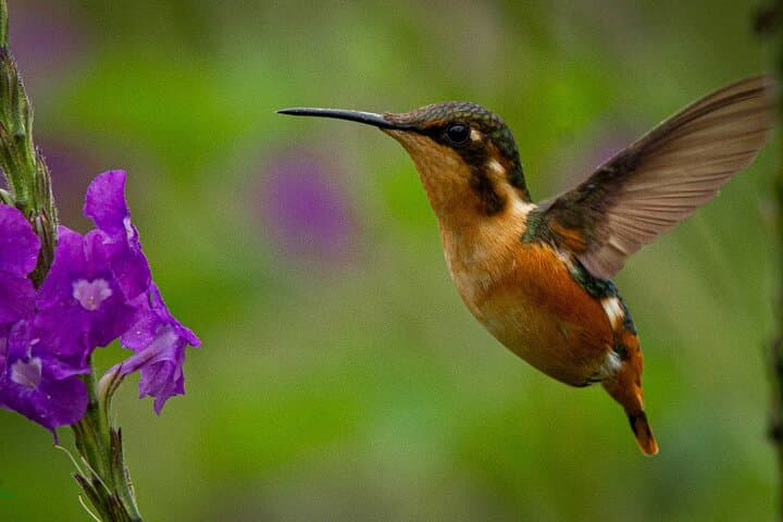 Birdwatching in Chingaza: Hummingbirds & High-Andean Endemics from Bogotá photo 3