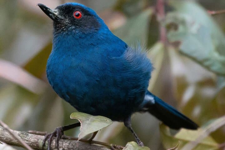 Birdwatching in Chingaza: Hummingbirds & High-Andean Endemics from Bogotá photo 4