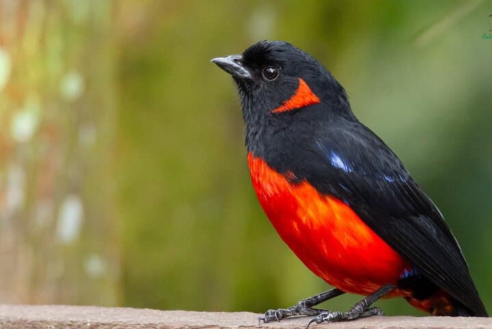 Birdwatching in Chingaza: Hummingbirds & High-Andean Endemics from Bogotá photo 5