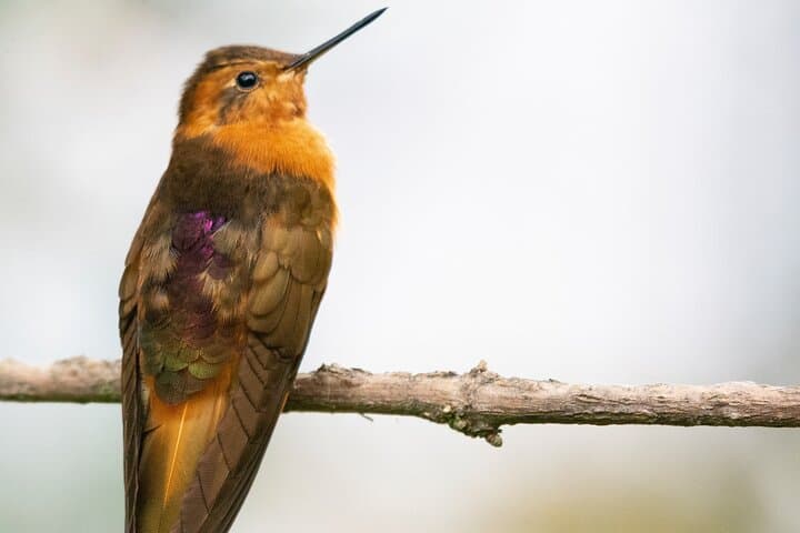 Birdwatching in Chingaza: Hummingbirds & High-Andean Endemics from Bogotá photo 6
