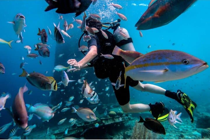 Discover Scuba Diving in Curaçao: PADI Intro with Hotel Pickup