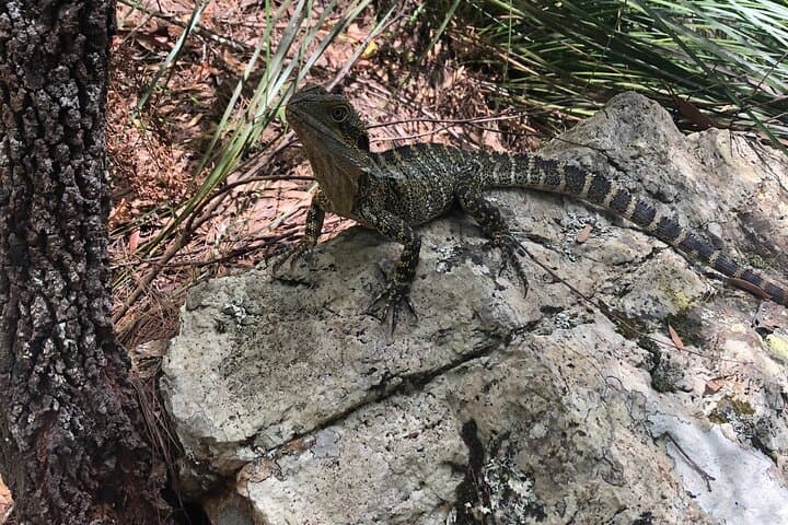 Custom Private Tours Brisbane & Gold Coast — Personalized Full-Day Experiences photo 6