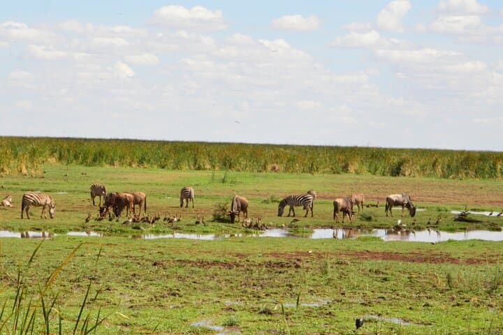4-Day Camping Safari: Tarangire, Serengeti & Ngorongoro Crater photo 2