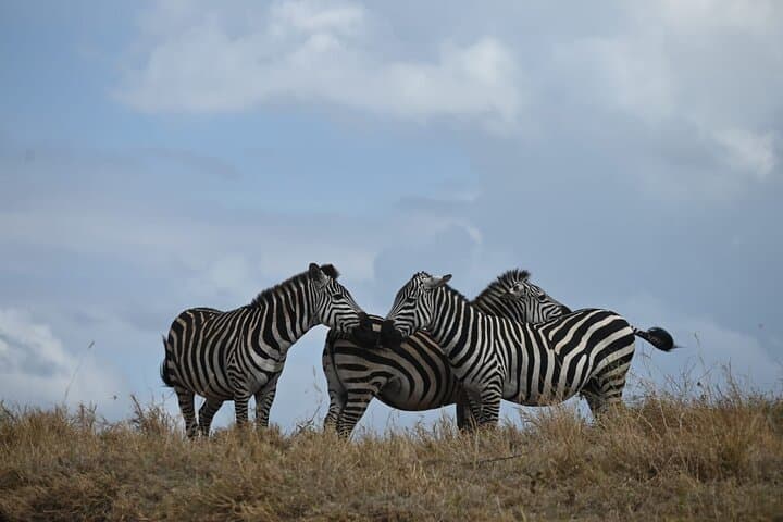 4-Day Camping Safari: Tarangire, Serengeti & Ngorongoro Crater photo 3