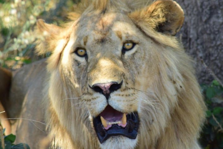 4-Day Tanzania Group Safari: Tarangire, Serengeti & Ngorongoro (Mid-Range) photo 3