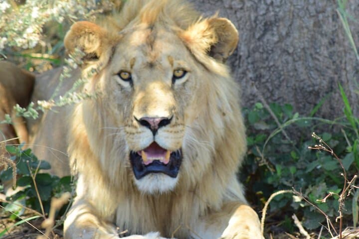 3-Day Budget Camping Safari in Serengeti & Ngorongoro Crater photo 4