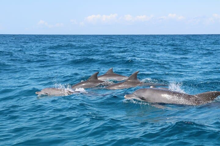 Zanzibar Private Dolphin & East Coast Highlights — Mnemba, Kuza Cave, Paje, The Rock & Jozani photo 3