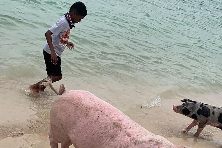 Nassau Private Boat Tour: Snorkel Reefs, Swim with Turtles & Pigs photo 2