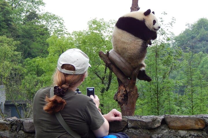 Live-Stream Meet Pandas at Chengdu Research Base — Virtual Panda Encounter photo 5