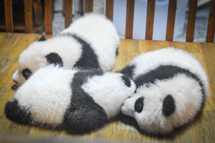 Live-Stream Meet Pandas at Chengdu Research Base — Virtual Panda Encounter photo 2