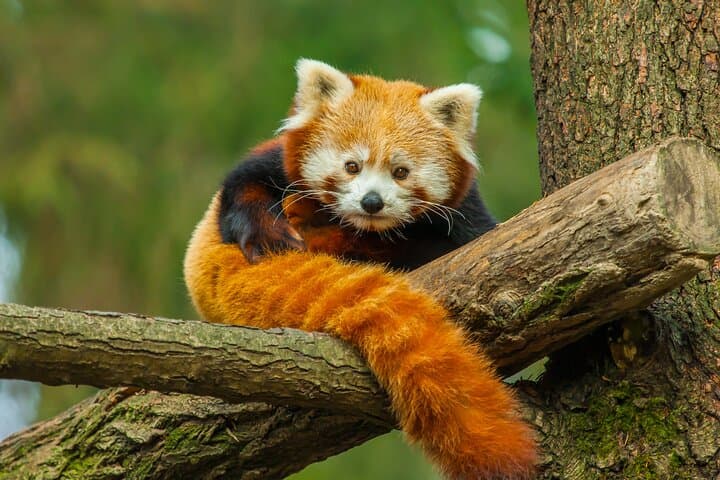 Live-Stream Meet Pandas at Chengdu Research Base — Virtual Panda Encounter photo 6