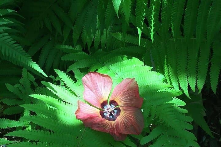 Afareaitu Waterfall Half-Day Hike: Cultural Valley Walk on Moorea photo 6