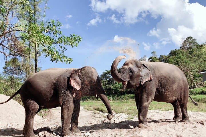 Inthanon Heaven Trail & Living Green Elephant Sanctuary: Day Trip from Chiang Mai