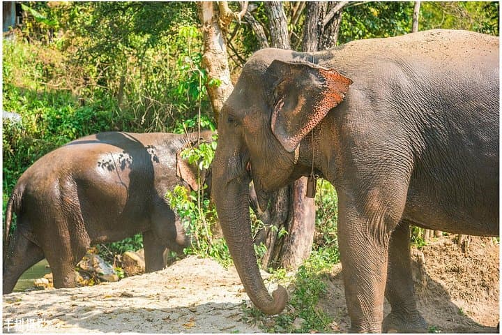 Inthanon Heaven Trail & Living Green Elephant Sanctuary: Day Trip from Chiang Mai photo 2
