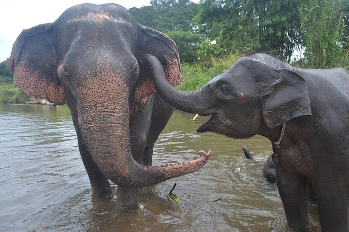 Inthanon Heaven Trail & Living Green Elephant Sanctuary: Day Trip from Chiang Mai photo 4