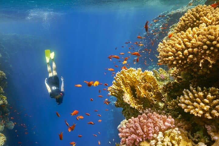 Marsa Alam Snorkeling & Dolphin Swim at Dolphin House (Day Trip) photo 6