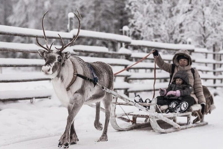 Reindeer Farm Visit in Rovaniemi: Authentic Sami Herding Experience