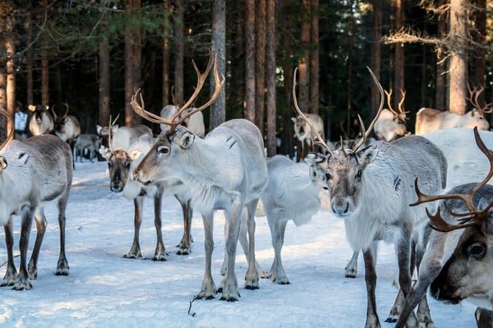 Reindeer Farm Visit in Rovaniemi: Authentic Sami Herding Experience photo 2