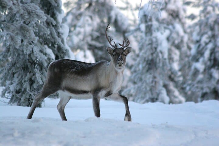 Reindeer Farm Visit in Rovaniemi: Authentic Sami Herding Experience photo 3