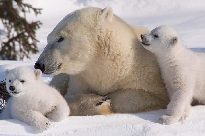 Ranua Wildlife Park: Arctic Animal Encounters Near Rovaniemi