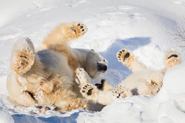Ranua Wildlife Park: Arctic Animal Encounters Near Rovaniemi photo 2