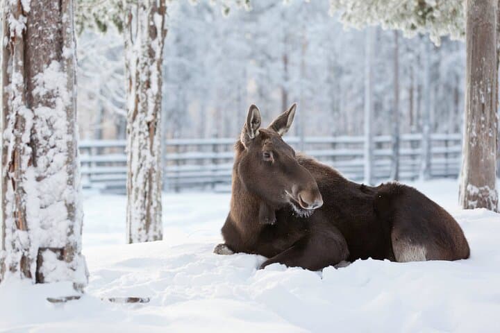 Ranua Wildlife Park: Arctic Animal Encounters Near Rovaniemi photo 3