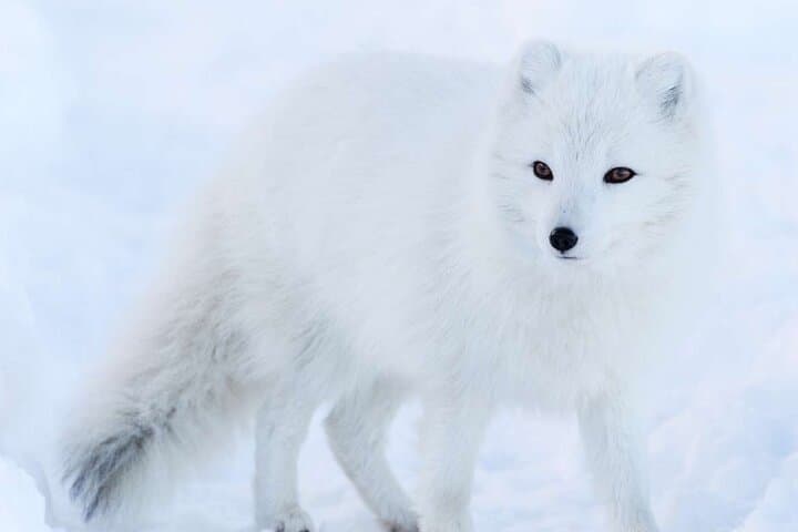 Ranua Wildlife Park: Arctic Animal Encounters Near Rovaniemi photo 4