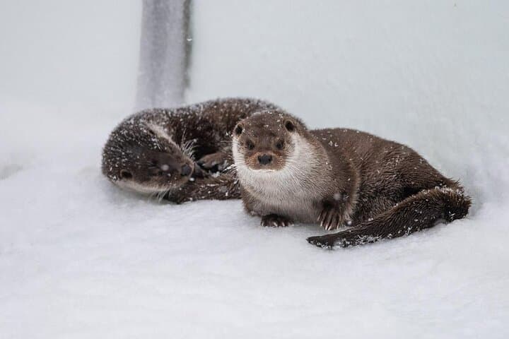 Ranua Wildlife Park: Arctic Animal Encounters Near Rovaniemi photo 5