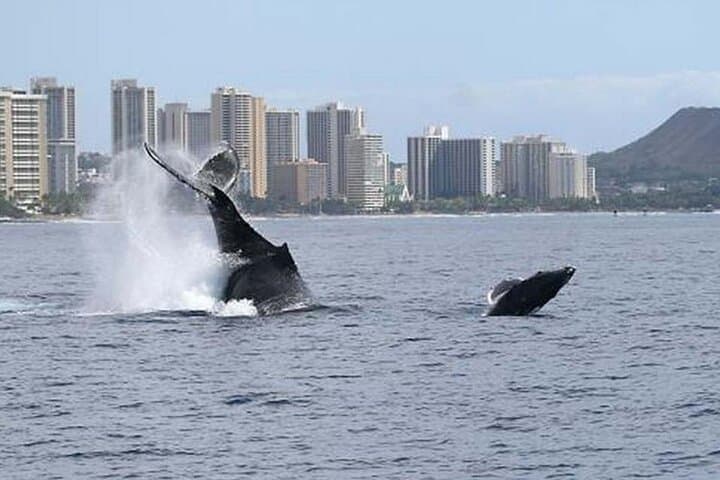 1.5-Hour Whale Watching Cruise from Kewalo Basin — Humpback Safari Off Oahu photo 5