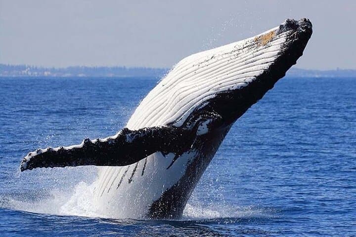 1.5-Hour Whale Watching Cruise from Kewalo Basin — Humpback Safari Off Oahu photo 6