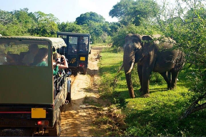 Yala Half-Day Safari: Leopard and Elephant Game Drive in Yala National Park photo 4