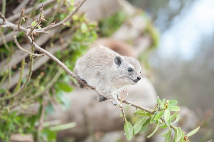 5-Day Private Camping Safari in Tanzania: Tarangire, Serengeti & Ngorongoro photo 5