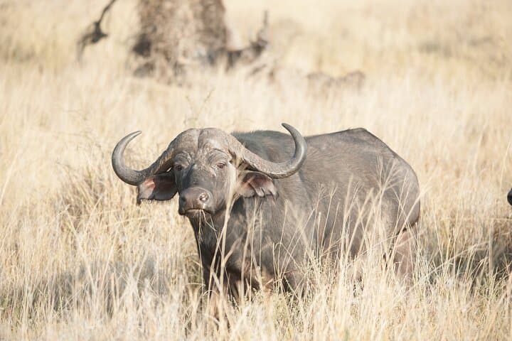 5-Day Private Camping Safari in Tanzania: Tarangire, Serengeti & Ngorongoro photo 4