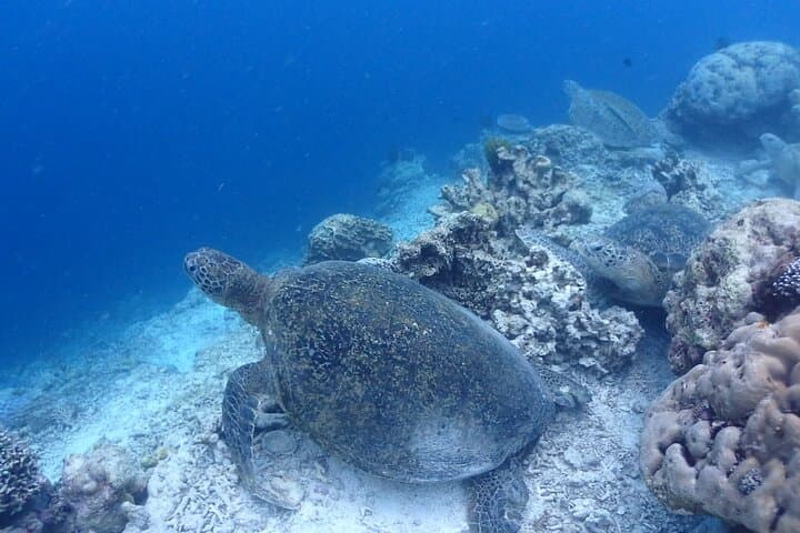 Try Scuba in Semporna: Discover Scuba Diving for Non-Divers photo 6