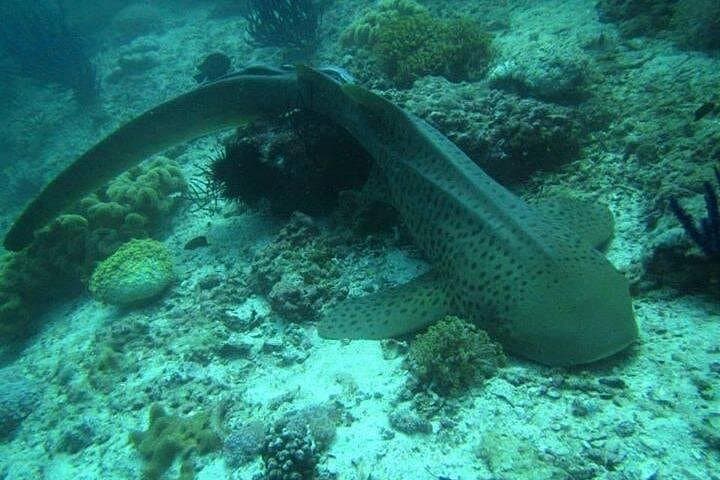 Scuba Diving Daymaniyat Islands: Coral Reefs, Turtles & Seasonal Whale Sharks photo 2